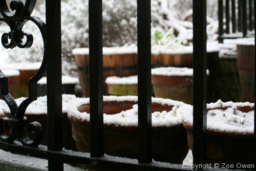 Caius in Snow - Photo 4