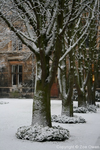 Caius in Snow - Photo 13