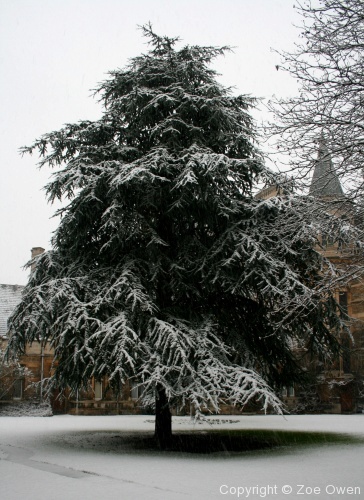 Caius in Snow - Photo 14